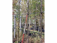 Zwarte els - laanboom