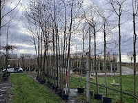 Zwarte els - parkboom (3x) - afbeelding 1 van  3