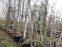 Zwarte els - parkboom - afbeelding 1 van  3