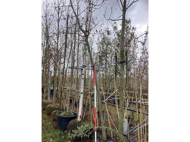 Zwarte els - parkboom - afbeelding 2 van  3