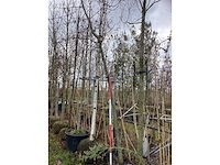 Zwarte els - parkboom - afbeelding 2 van  3