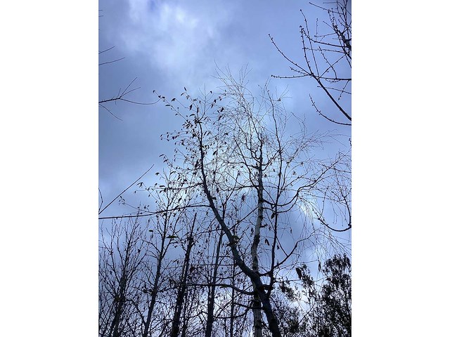 Zwarte els - parkboom - afbeelding 3 van  3