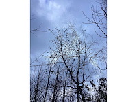 Zwarte els - parkboom - afbeelding 3 van  3