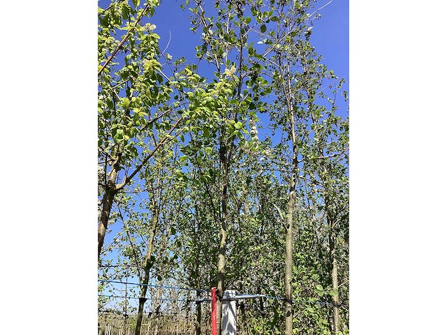 Zwarte els - parkboom - afbeelding 2 van  2