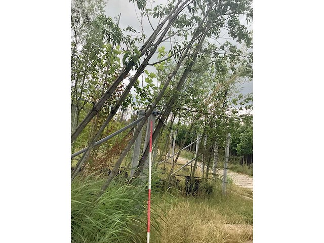 Zwarte els - parkboom - afbeelding 2 van  2