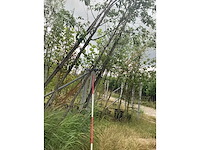 Zwarte els - parkboom - afbeelding 2 van  2