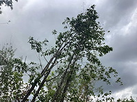 Zwarte els - parkboom - afbeelding 2 van  2