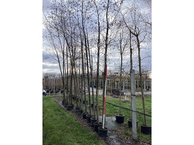 Zwarte els - sierboom - afbeelding 2 van  3