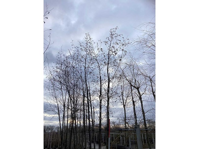 Zwarte els - sierboom - afbeelding 3 van  3