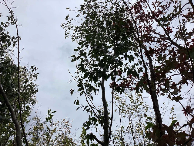Zwarte els - sierboom - afbeelding 1 van  3