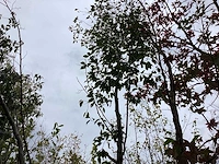 Zwarte els - sierboom
