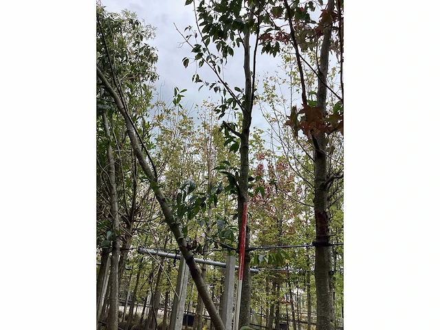 Zwarte els - sierboom - afbeelding 2 van  3