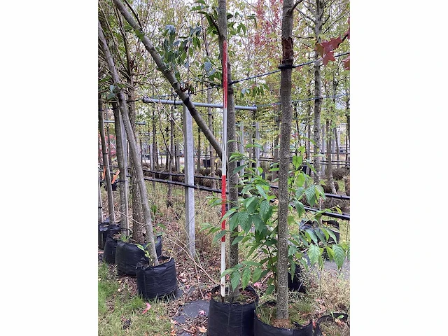 Zwarte els - sierboom - afbeelding 3 van  3