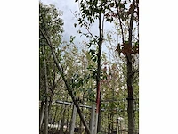 Zwarte els - sierboom