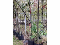 Zwarte els - sierboom - afbeelding 3 van  3