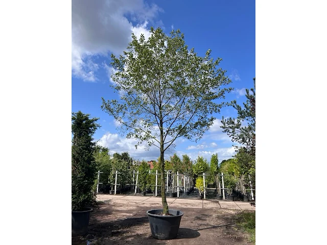 Zwarte els, alnus glutinosa, hoogstam, ca. 6 m hoog - afbeelding 1 van  1