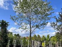 Zwarte els, alnus glutinosa, hoogstam, ca. 6 m hoog