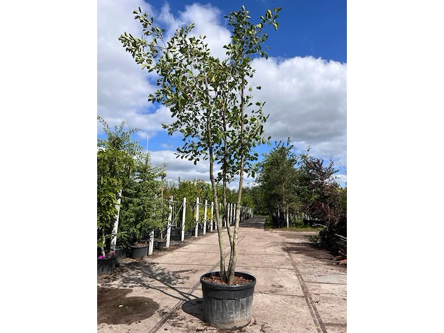 Zwarte els, alnus glutinosa, meerstammig, ca. 3.5-4 m hoog - afbeelding 1 van  1