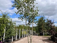 Zwarte els, alnus glutinosa, meerstammig, ca. 3.5-4 m hoog