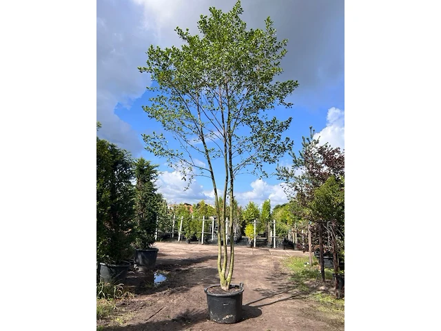 Zwarte els, alnus glutinosa, meerstammig, ca. 6 m hoog - afbeelding 1 van  1
