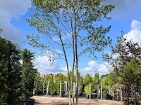 Zwarte els, alnus glutinosa, meerstammig, ca. 6 m hoog