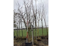 Zwarte moerbei - sierbomen - afbeelding 2 van  2