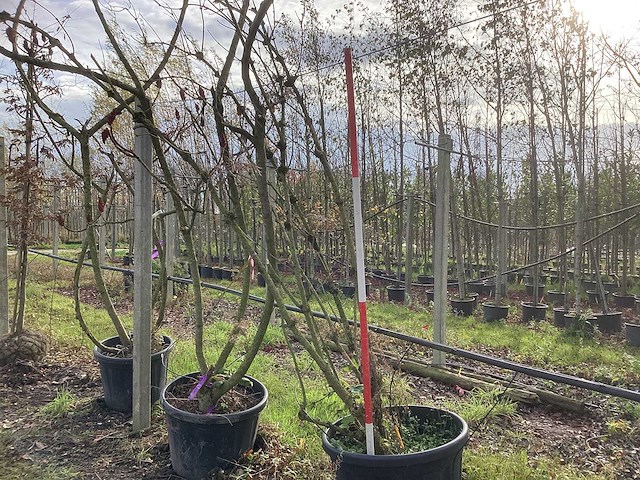 Zwarte vlier - sierboom - afbeelding 1 van  3
