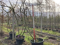 Zwarte vlier - sierboom - afbeelding 1 van  3