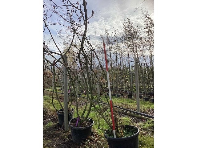 Zwarte vlier - sierboom - afbeelding 2 van  3