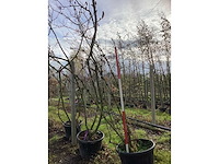 Zwarte vlier - sierboom - afbeelding 2 van  3