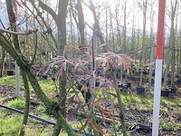 Zwarte vlier - sierboom - afbeelding 3 van  3