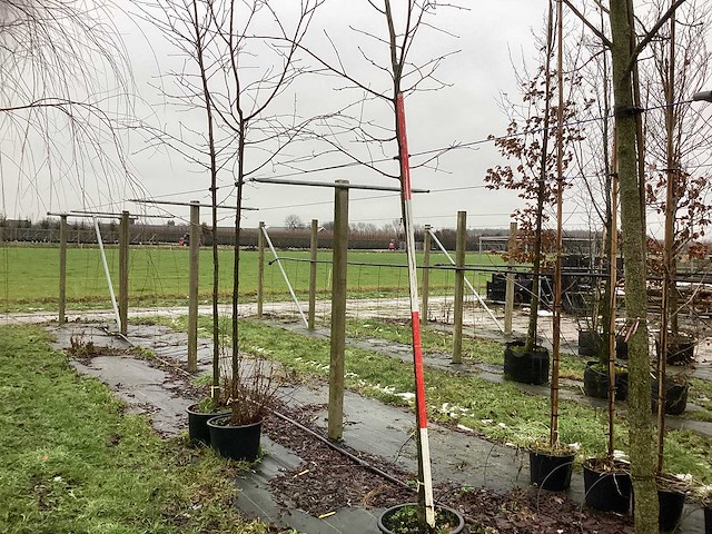 Zweedse lijsterbes - laanboom - afbeelding 1 van  3