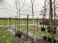 Zweedse lijsterbes - laanboom - afbeelding 1 van  3