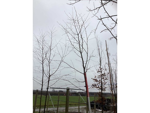Zweedse lijsterbes - laanboom - afbeelding 3 van  3