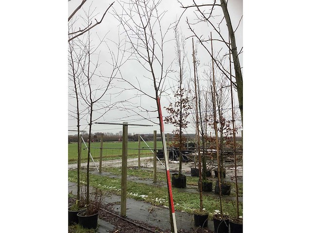 Zweedse lijsterbes - parkboom - afbeelding 2 van  3