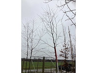 Zweedse lijsterbes - parkboom - afbeelding 3 van  3